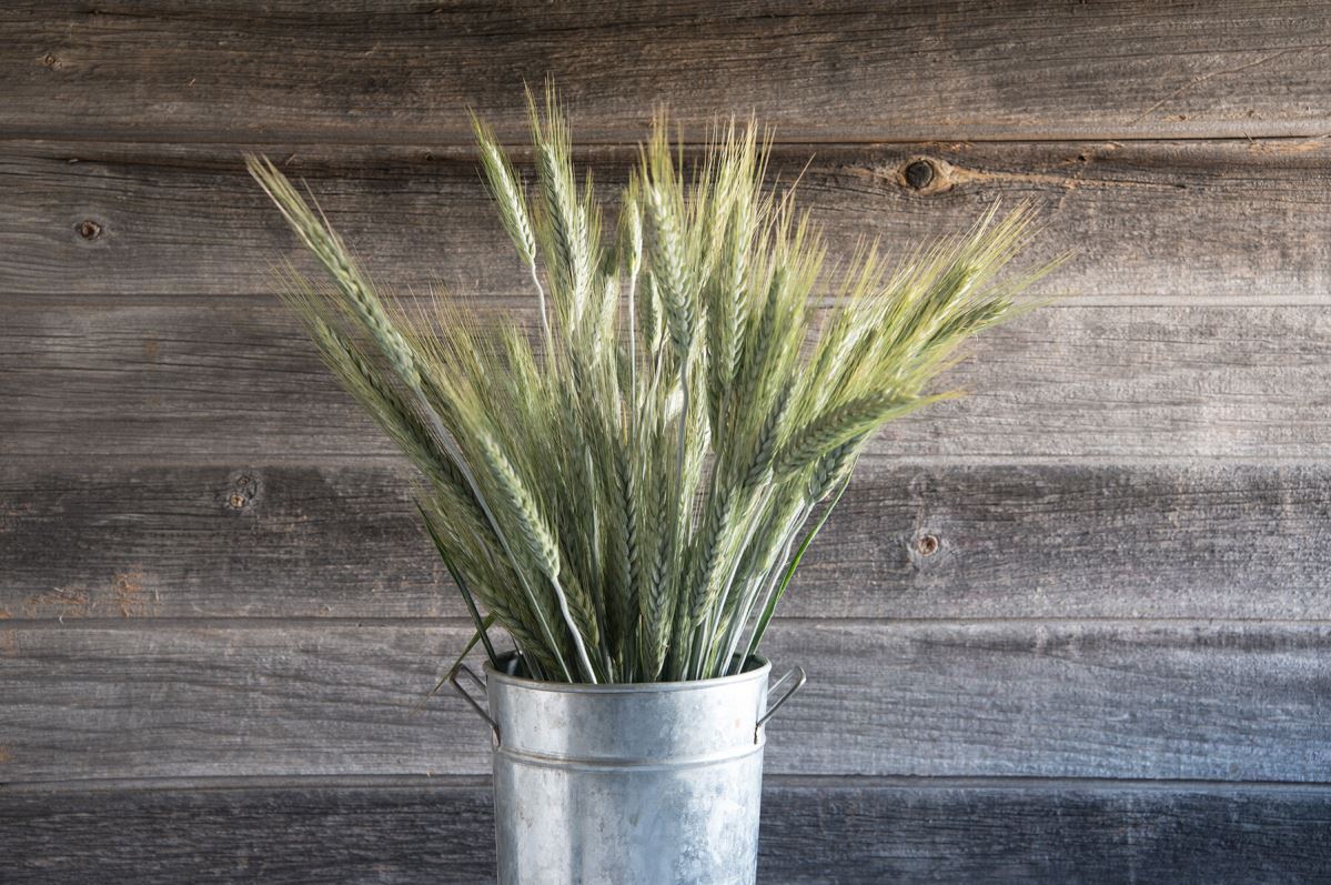 Silver Tip – Ornamental Grass Seed